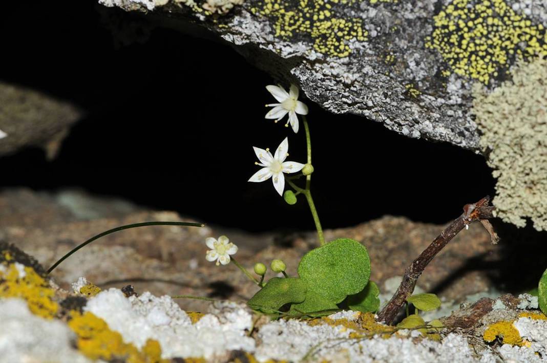 İzmir'in dağlarında endemik çiçekler açtı! 11